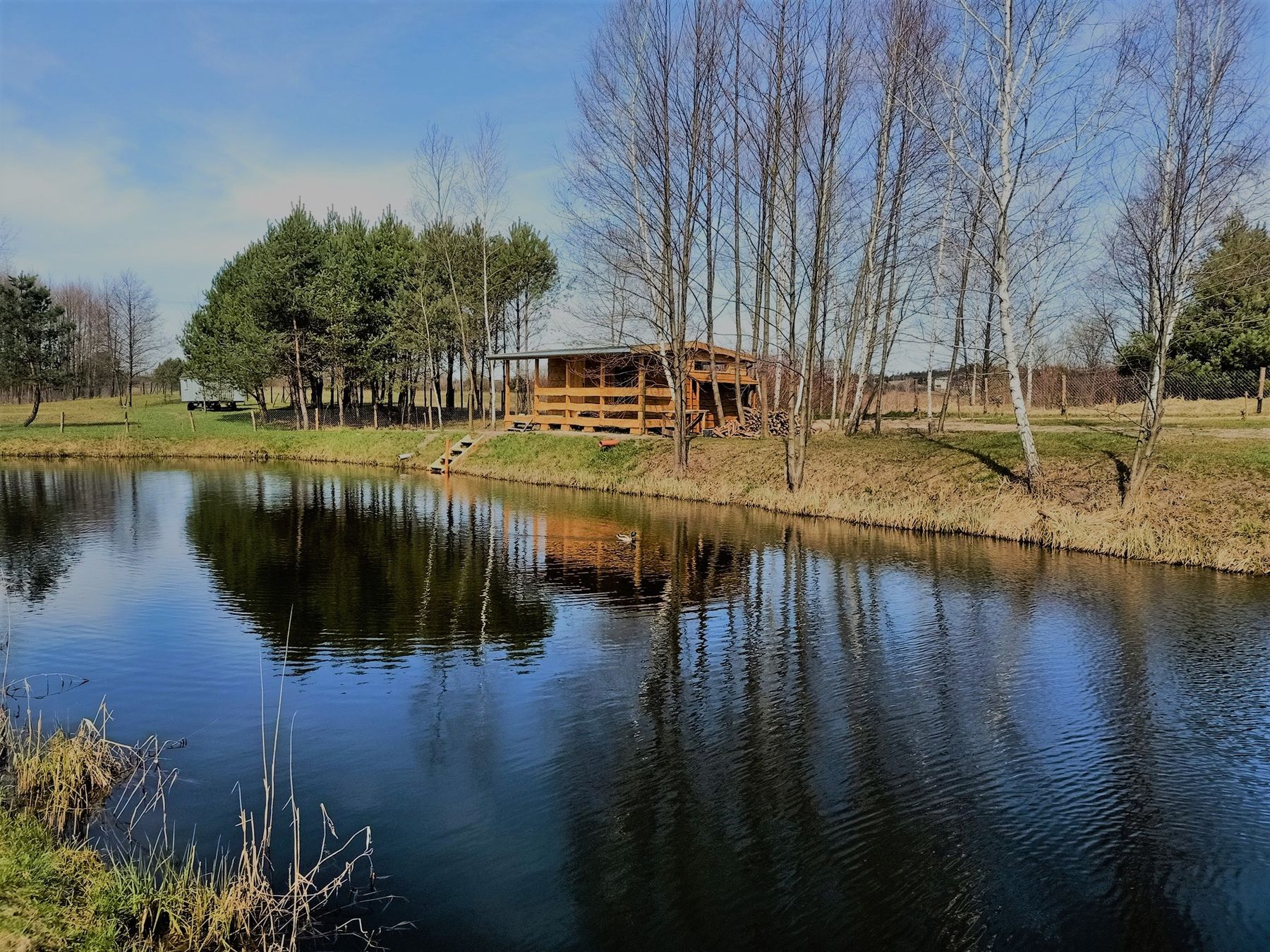 Staw i domek Bobrowiska wśród brzóz wczesną wiosną
